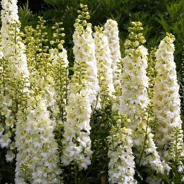 Дельфиниум (живокость) культурный Pacific Giant Galahad Дельфиниум (живокость) культурный Pacific Giant Galahad