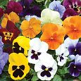Виола крупноцветковая Селло Микс Виола крупноцветковая Селло Микс