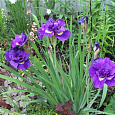 Ирис сибирский Тамбл Баг