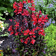 Лобелия прекрасная Старшип Скарлет Лобелия прекрасная Старшип Скарлет