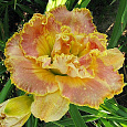 Лилейник гибридный Nature's Crown