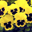 Виола (Фиалка, Анютины глазки) гибридная Золото Рейна Виола (Фиалка, Анютины глазки) гибридная Золото Рейна