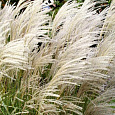 Мискантус китайский Грациелла Мискантус китайский Грациелла