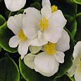 Бегония вечноцветущая зеленолистная Монза Вайт Бегония вечноцветущая зеленолистная Монза Вайт