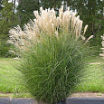 Мискантус китайский Грациллимус