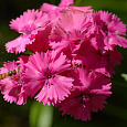 Гвоздика Диана Пинк