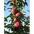 Яблоня колоновидная Пьедестал Яблоня колоновидная Пьедестал