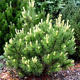 Сосна горная Сосна горная