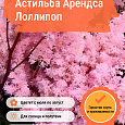 Астильба Арендса Лоллипоп Астильба Арендса Лоллипоп
