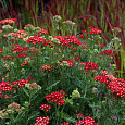 Тысячелистник обыкновенный Паприка Тысячелистник обыкновенный Паприка