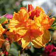 Азалия гибридная Санте Нектарин