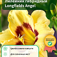 Лилейник гибридный  Longfields Angel
