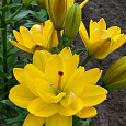 Лилия азиатская махровая Йеллоу Беллиз