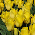 Тюльпан Лилиецветный Ballade Gold Тюльпан Лилиецветный Ballade Gold