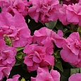 Петуния махровая многоцветковая Дуо Пинк Петуния махровая многоцветковая Дуо Пинк