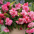 Бегония ампельная Пинк Бегония ампельная Пинк