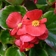 Бегония вечноцветущая зеленолистная Монза Скарлет Бегония вечноцветущая зеленолистная Монза Скарлет