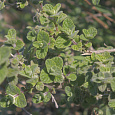 Душица (Орегано) сирийская Zaatar Душица (Орегано) сирийская Zaatar