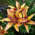 Лилия азиатская Танго Голден Браун