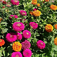 Цинния Гиганты Бенари смесь окрасок Цинния Гиганты Бенари смесь окрасок