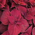 Колеус Визард Вельвет Ред
