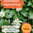 Пахизандра верхушечная