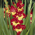 Гладиолус крупноцветковый Стерео