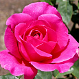 Роза чайно-гибридная Пинк Пис Роза чайно-гибридная Пинк Пис