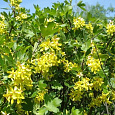 Смородина золотистая Левушка Смородина золотистая Левушка