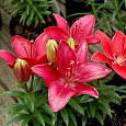Лилия азиатская горшечная Баззер