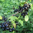 Смородина черная Ленинградский великан Смородина черная Ленинградский великан