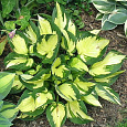 Хоста гибридная Morning Light Хоста гибридная Morning Light