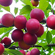 Алыча  Рубиновая Алыча  Рубиновая