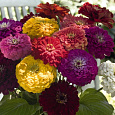 Цинния Гиганты Бенари смесь окрасок Цинния Гиганты Бенари смесь окрасок