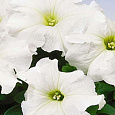 Петуния крупноцветковая Танго Белая Петуния крупноцветковая Танго Белая