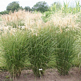 Мискантус китайский Грациелла Мискантус китайский Грациелла