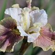 Ирис сибирский Wynne Magnolia Ирис сибирский Wynne Magnolia
