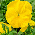 Виола крупноцветковая Инспайер Плюс Еллоу Виола крупноцветковая Инспайер Плюс Еллоу