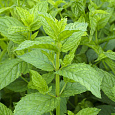 Мята Лекарственная 1