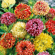 Гайлардия  Лоренциана (Смесь окрасок)