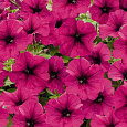 Петуния ампельная Саксесс Бургунди Петуния ампельная Саксесс Бургунди