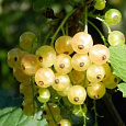 Смородина белая Десертная