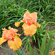 Ирис германский Orange  Rebloom