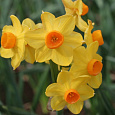 Нарцисс Карлик Grand soleil d'or