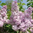 Сирень обыкновенная ROSE DE MOSCOU Сирень обыкновенная ROSE DE MOSCOU