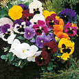 Виола крупноцветковая Селло Микс Виола крупноцветковая Селло Микс