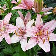 Лилия азиатская Танго Оушн Бриз Лилия азиатская Танго Оушн Бриз