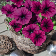 Петуния ампельная Саксесс Бургунди Петуния ампельная Саксесс Бургунди