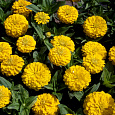 Цинния низкорослая Фея Желтая Цинния низкорослая Фея Желтая
