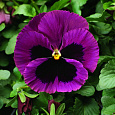 Виола крупноцветковая Селло Неон Парпл Виола крупноцветковая Селло Неон Парпл